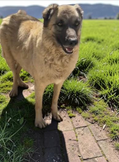 Enlarge Jupiter, a Adoptable mixed breed in Carson City, NV image 4/4