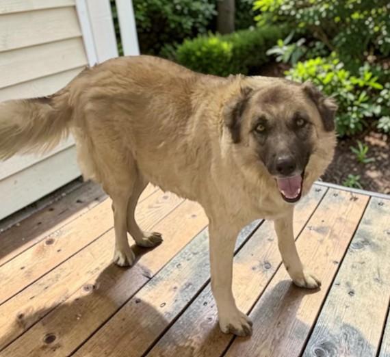 Enlarge Jupiter, a Adoptable mixed breed in Carson City, NV image 2/4