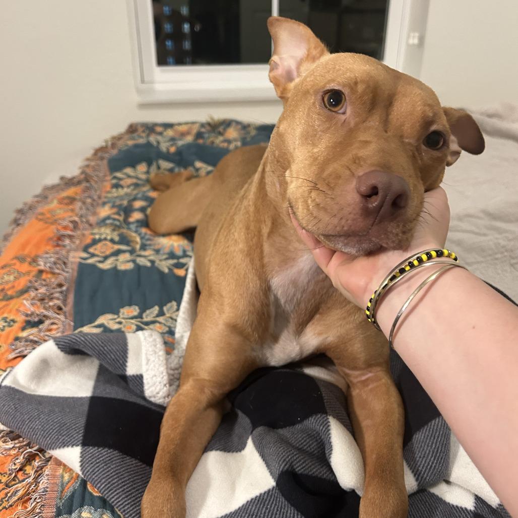 Gravy, a Adoptable Mixed Breed in Gainesville, FL image 1/6