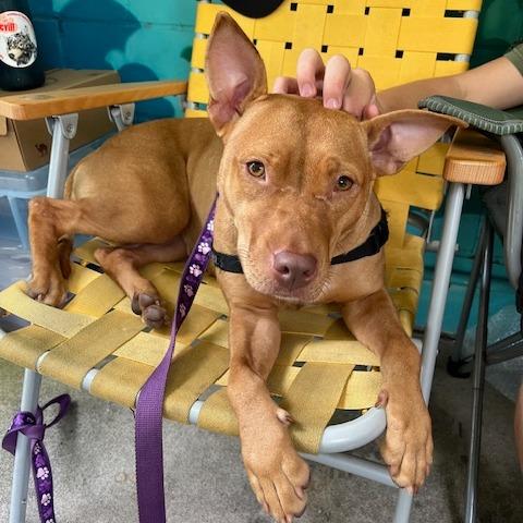 Gravy, a Adoptable Mixed Breed in Gainesville, FL image 2/6