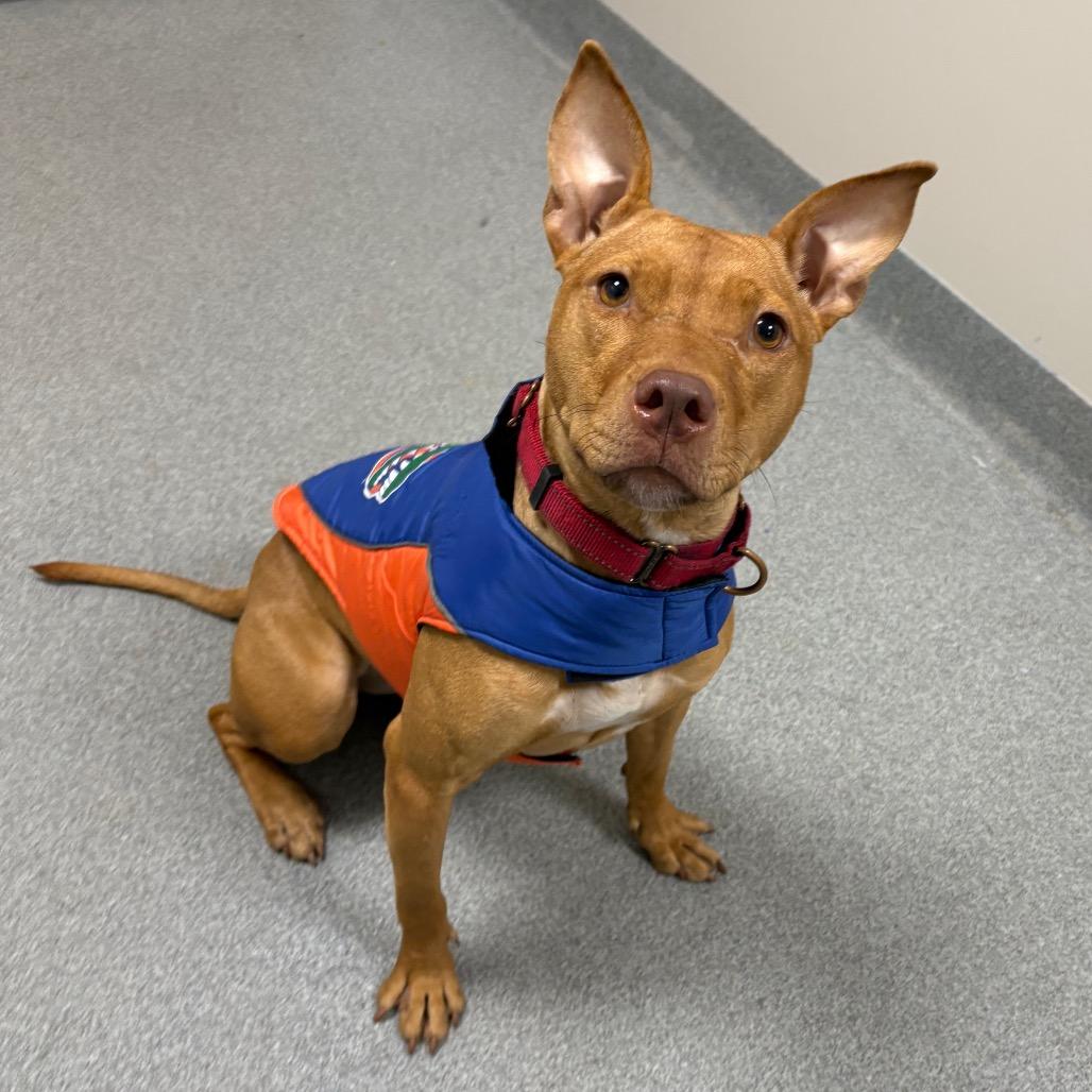 Enlarge Gravy, a Adoptable Mixed Breed in Gainesville, FL image 2/6