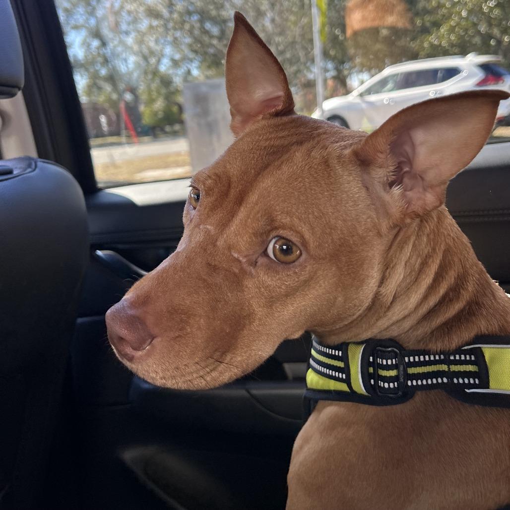 Gravy, a Adoptable Mixed Breed in Gainesville, FL image 3/6