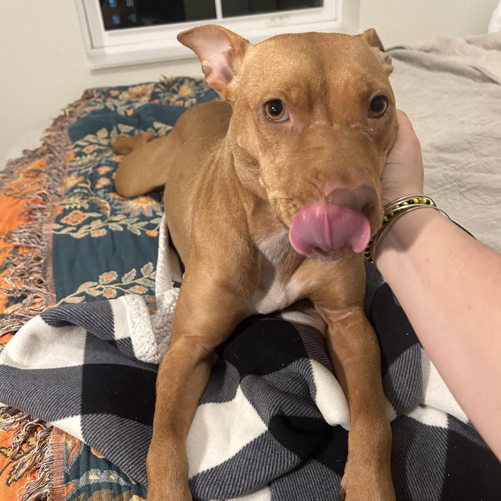 Gravy, a Adoptable Mixed Breed in Gainesville, FL image 4/6