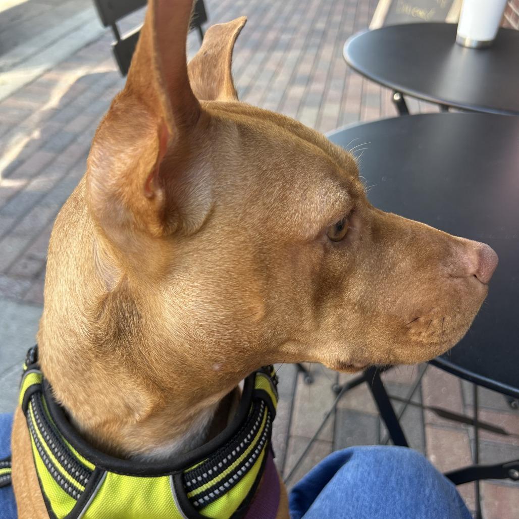 Gravy, a Adoptable Mixed Breed in Gainesville, FL image 5/6