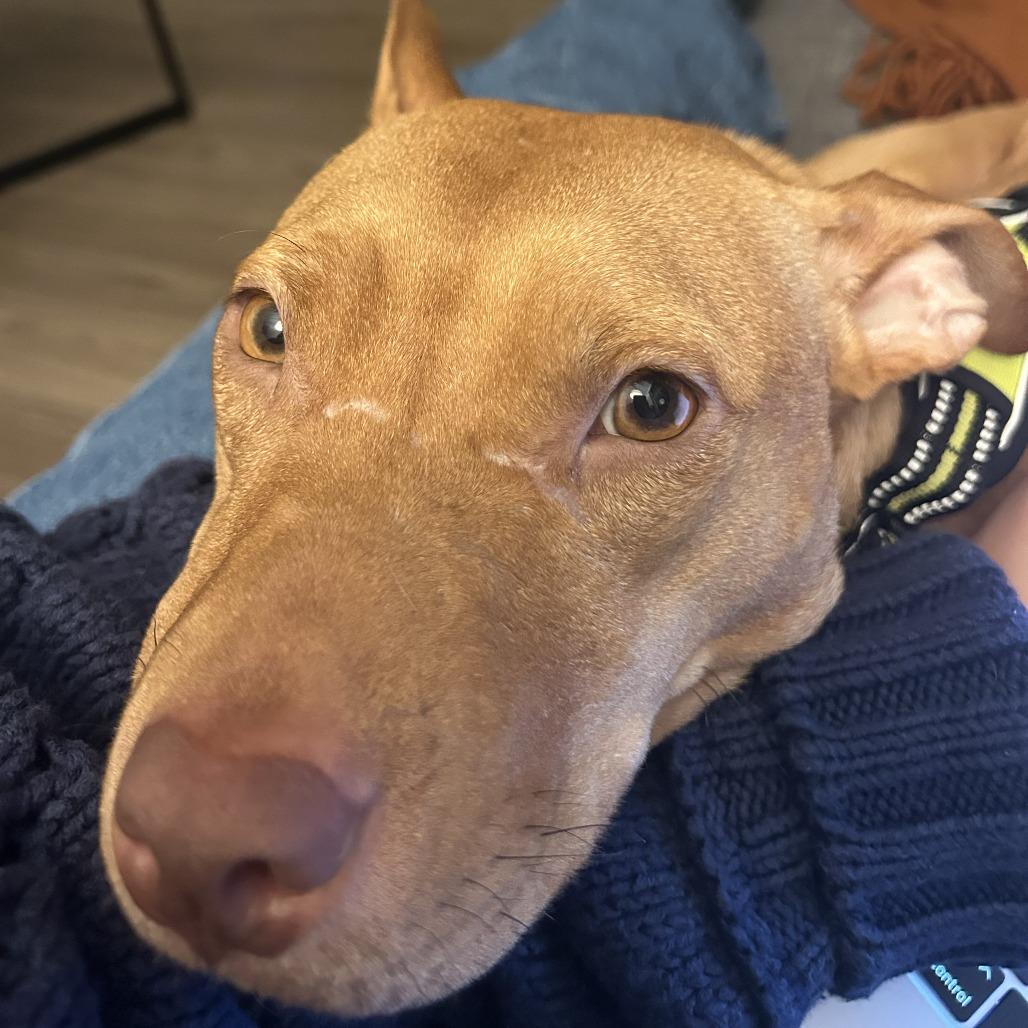 Gravy, a Adoptable Mixed Breed in Gainesville, FL image 6/6