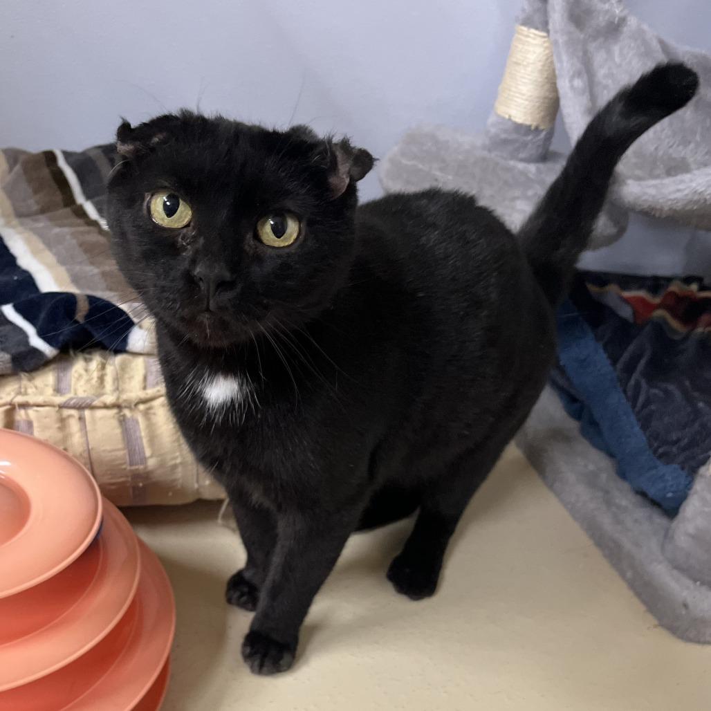 Junie, a Adoptable Domestic Short Hair in Novelty, OH image 1/3