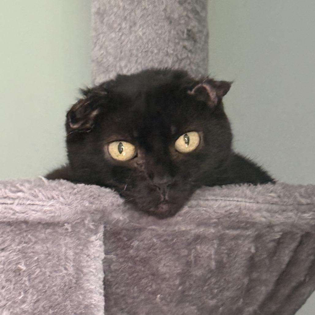 Junie, a Adoptable Domestic Short Hair in Novelty, OH image 2/3