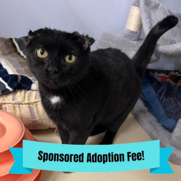 Junie, a Adoptable Domestic Short Hair in Novelty, OH image 3/4