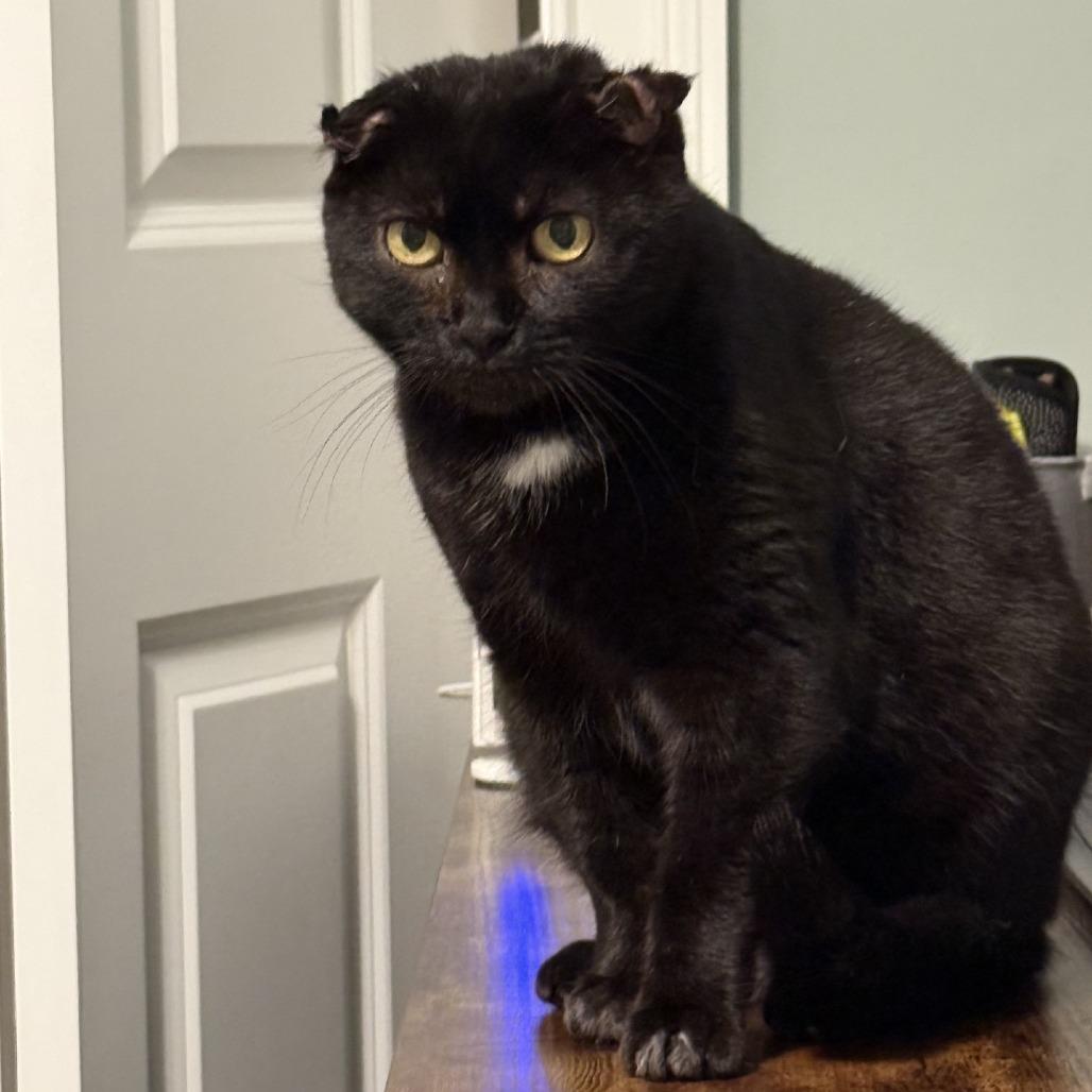 Junie, a Adoptable Domestic Short Hair in Novelty, OH image 3/3