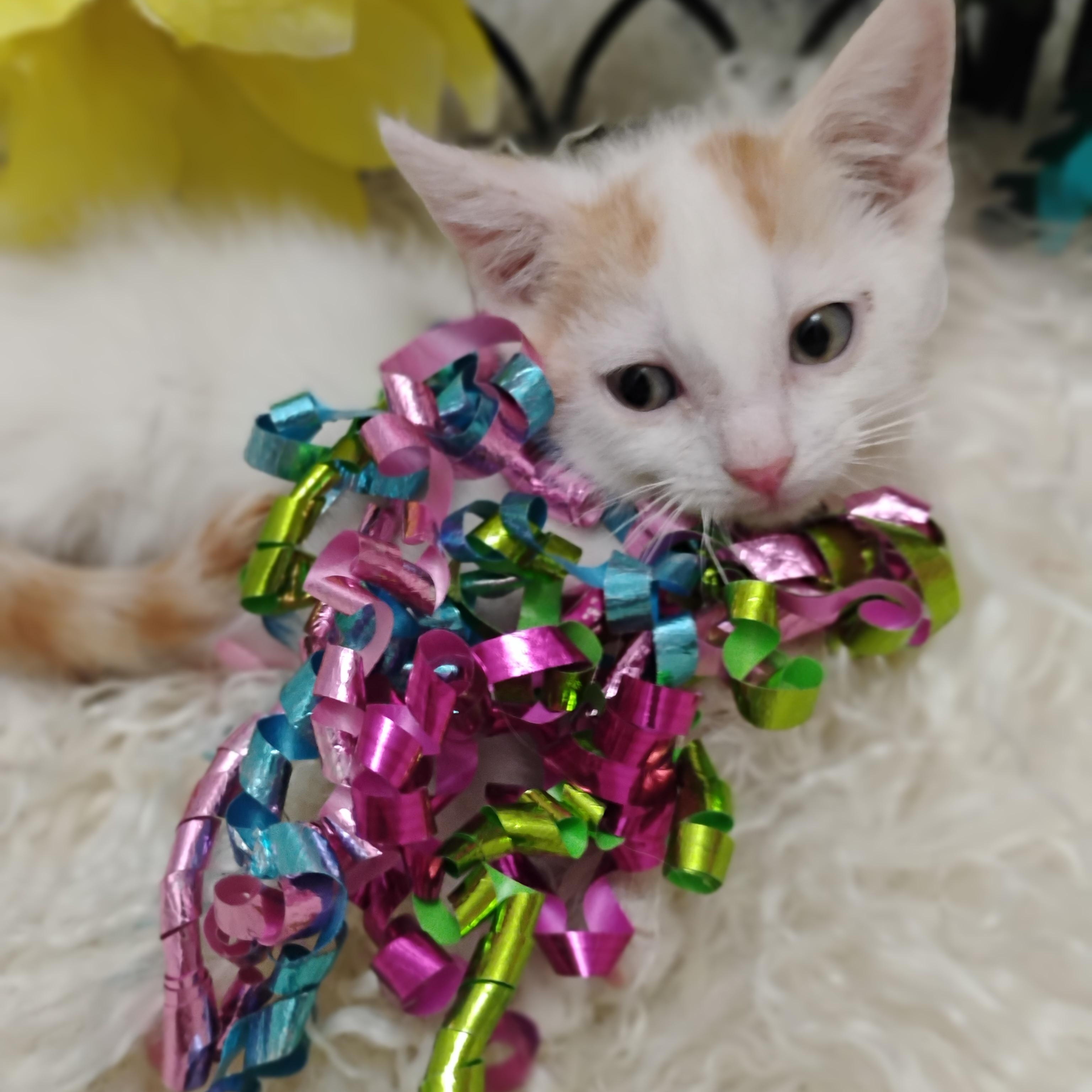 posh F white apr. spots 1.9 lbs kids, Baby Female unknown