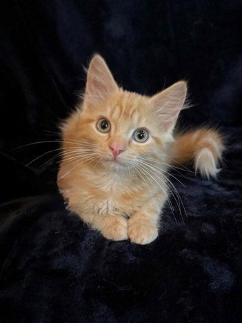 Enlarge Harrison 26, a Adopted mixed breed in Nashville, TN image 1/3