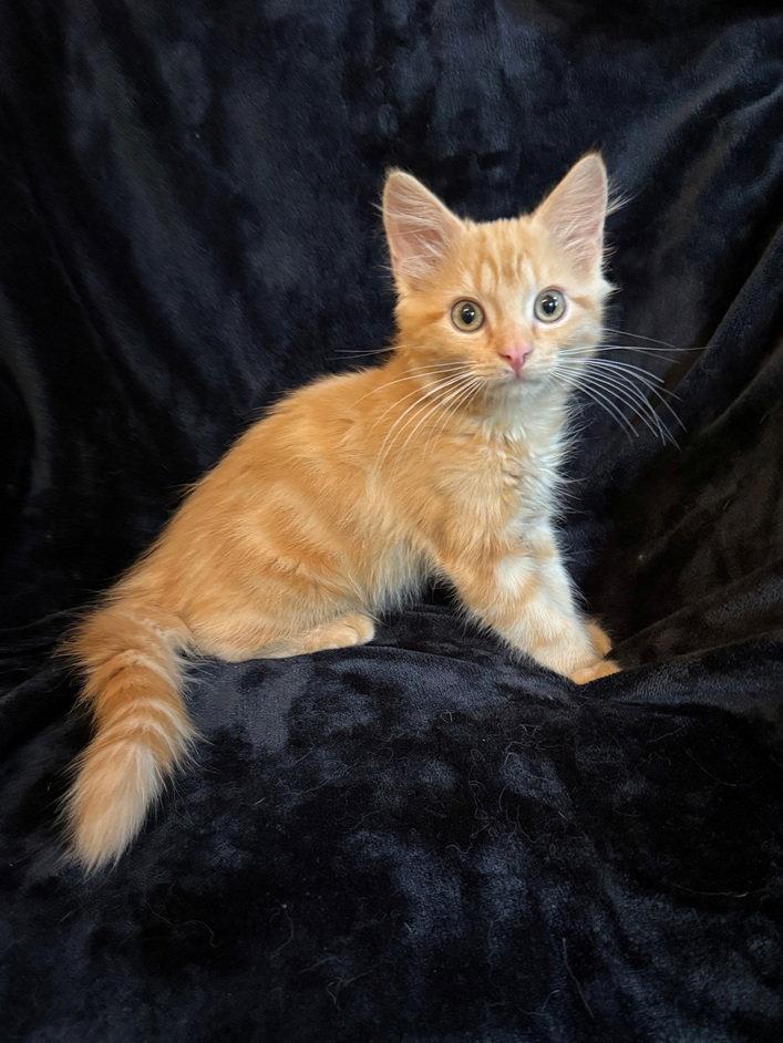 Enlarge Harrison 26, a Adopted mixed breed in Nashville, TN image 2/3