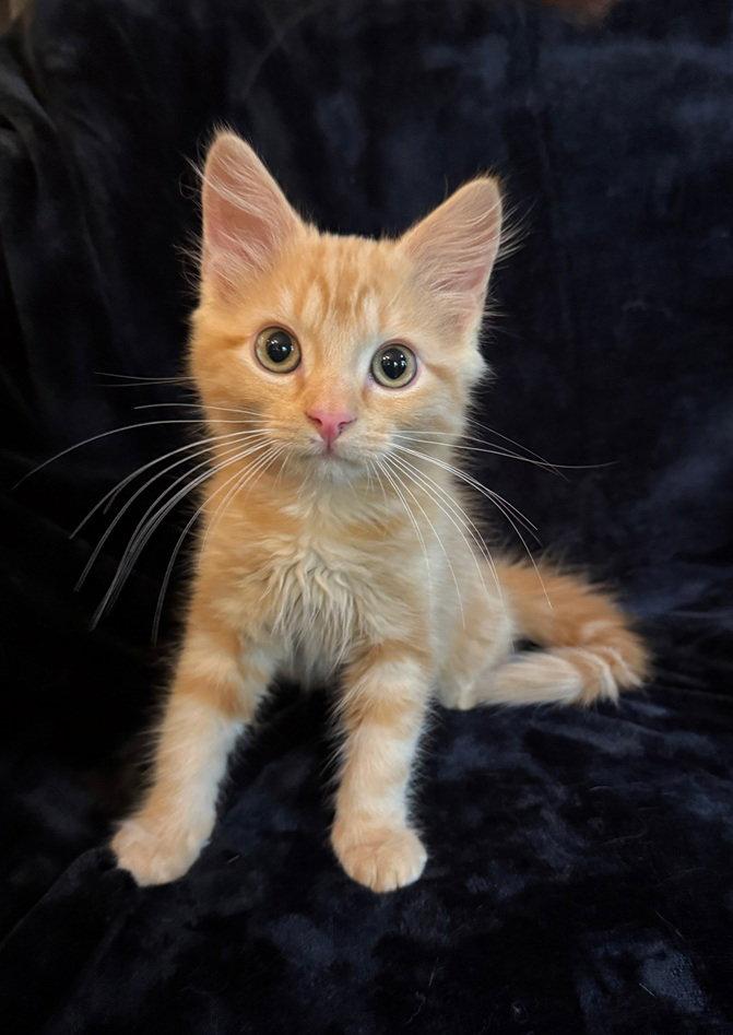 Enlarge Harrison 26, a Adopted mixed breed in Nashville, TN image 3/3