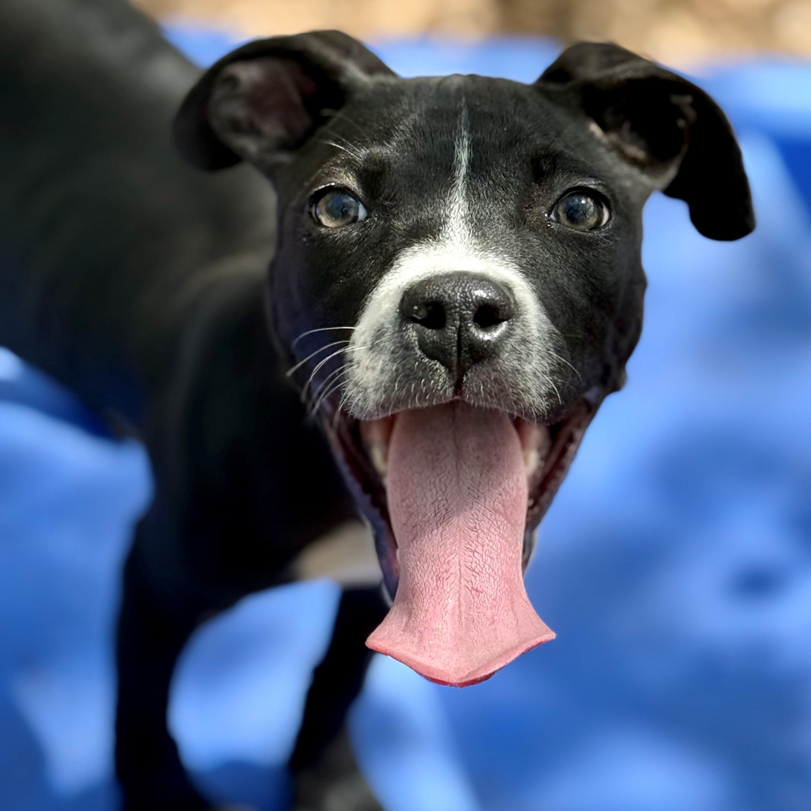 Enlarge Sofia- #50749, a ADOPTABLE Pit Bull Terrier in Columbia, MD image 2/6