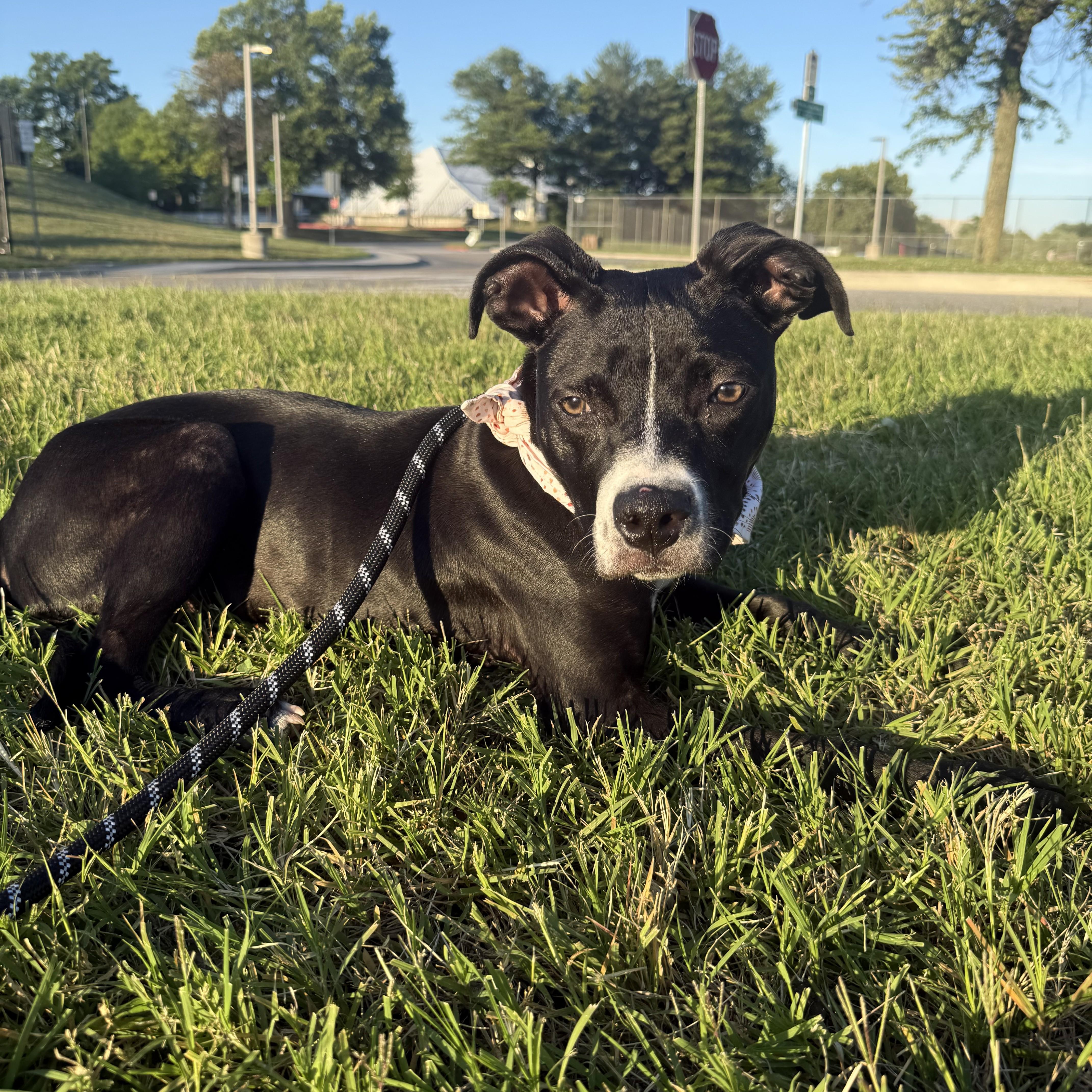 Penny- #51198, an adoptable Pit Bull Terrier in Columbia, MD image 3/5