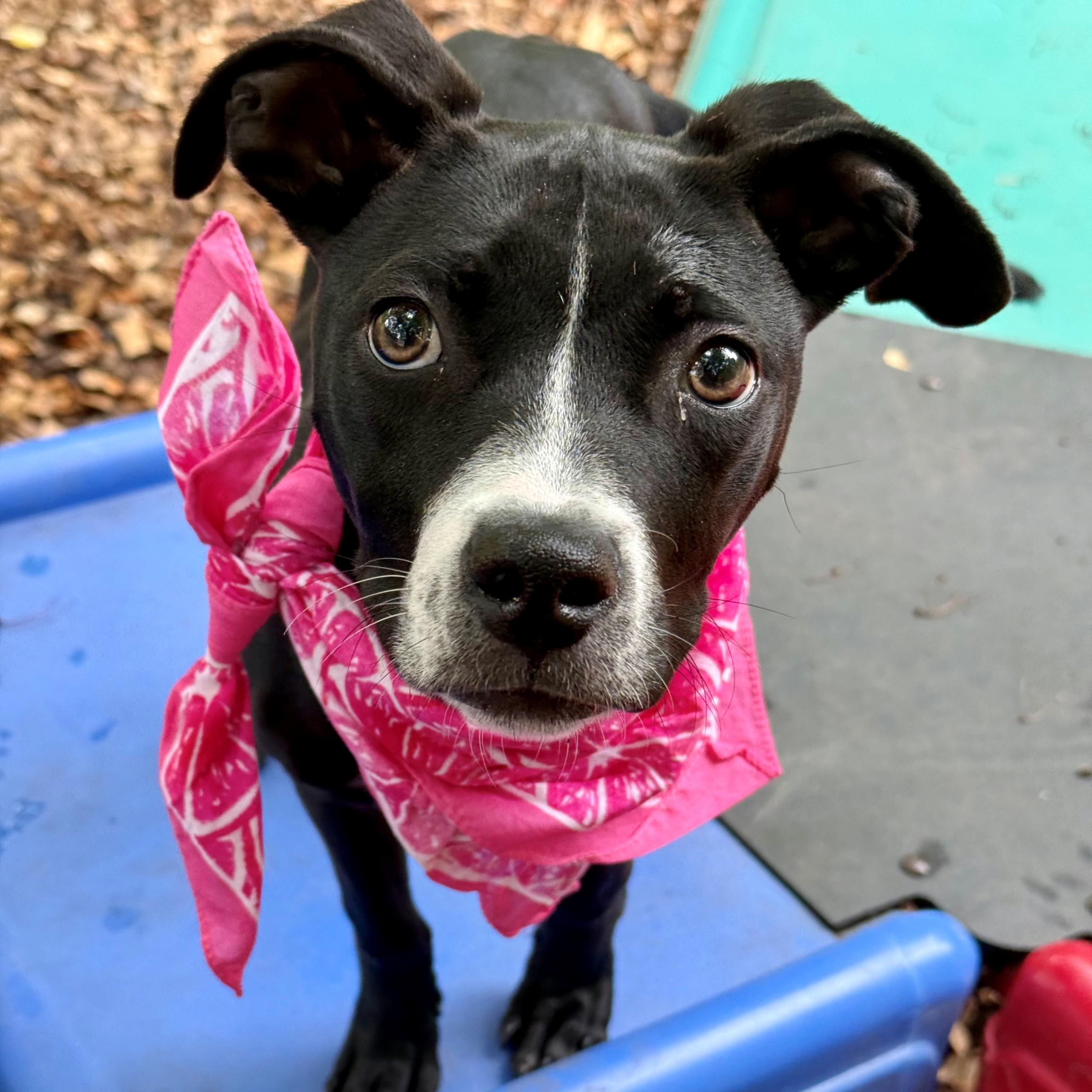 Penny- #51198, adoptable, Puppy Female Pit Bull Terrier.