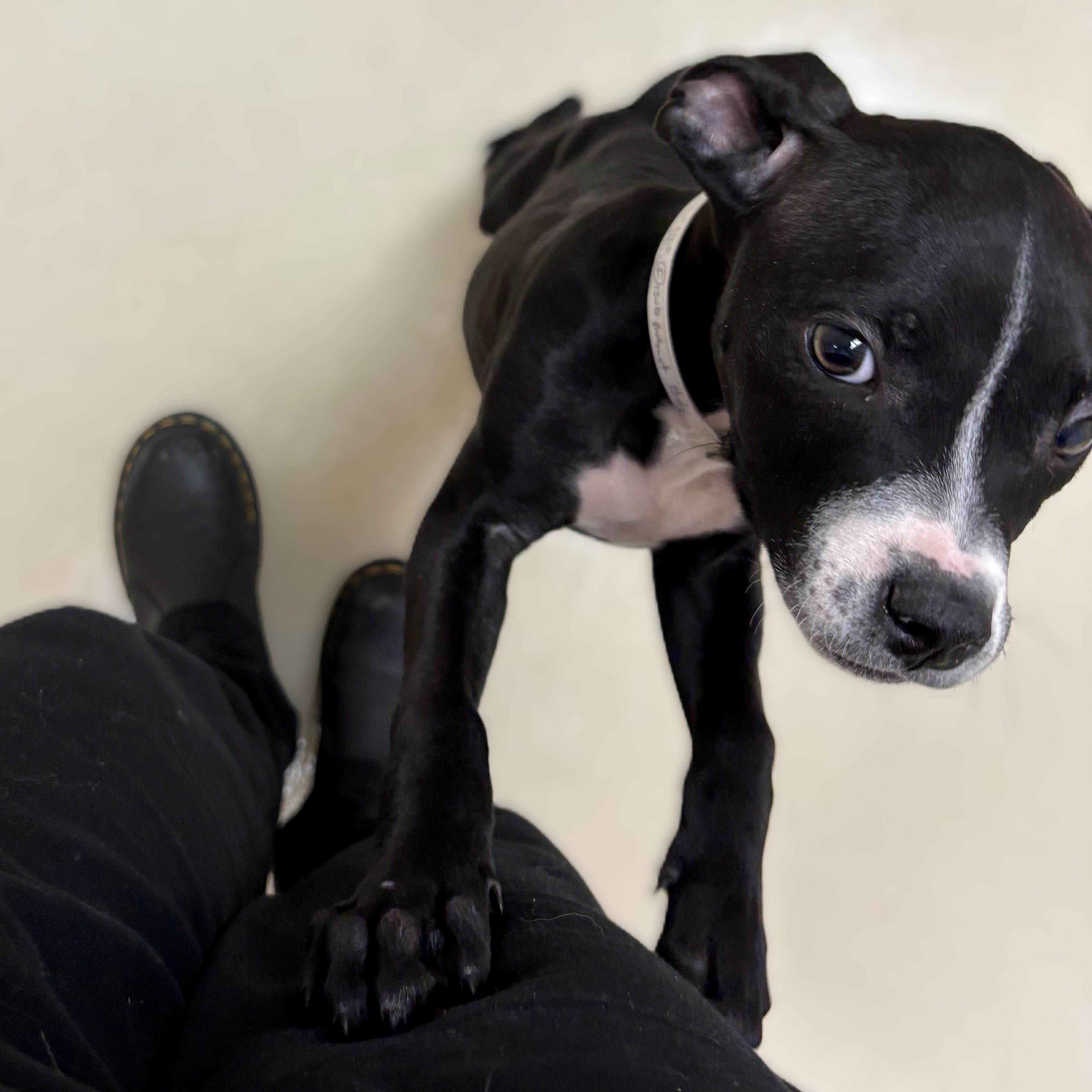 Enlarge Sofia- #50749, a ADOPTABLE Pit Bull Terrier in Columbia, MD image 3/3