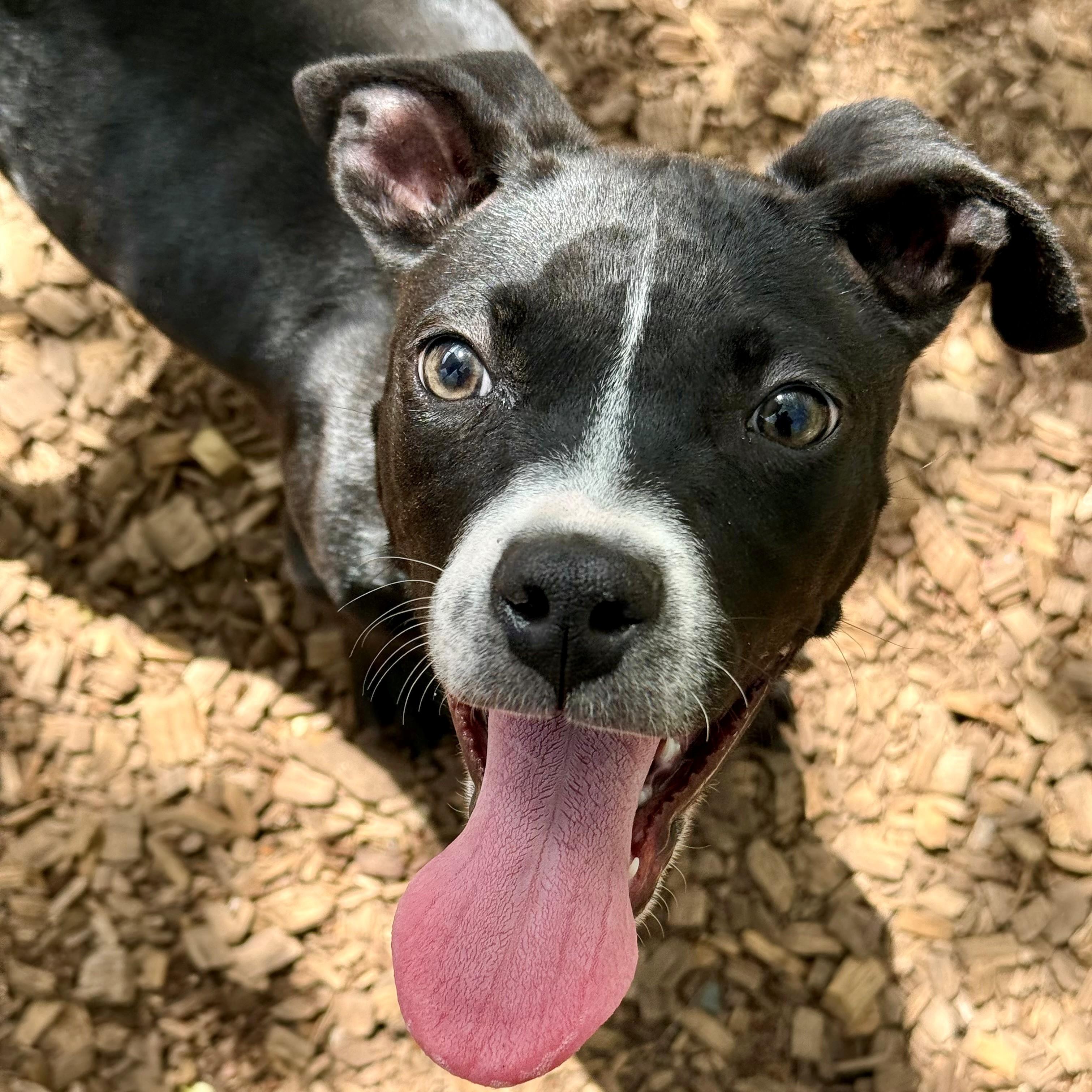 Sofia- #50749, ADOPTABLE, Puppy Female Pit Bull Terrier.