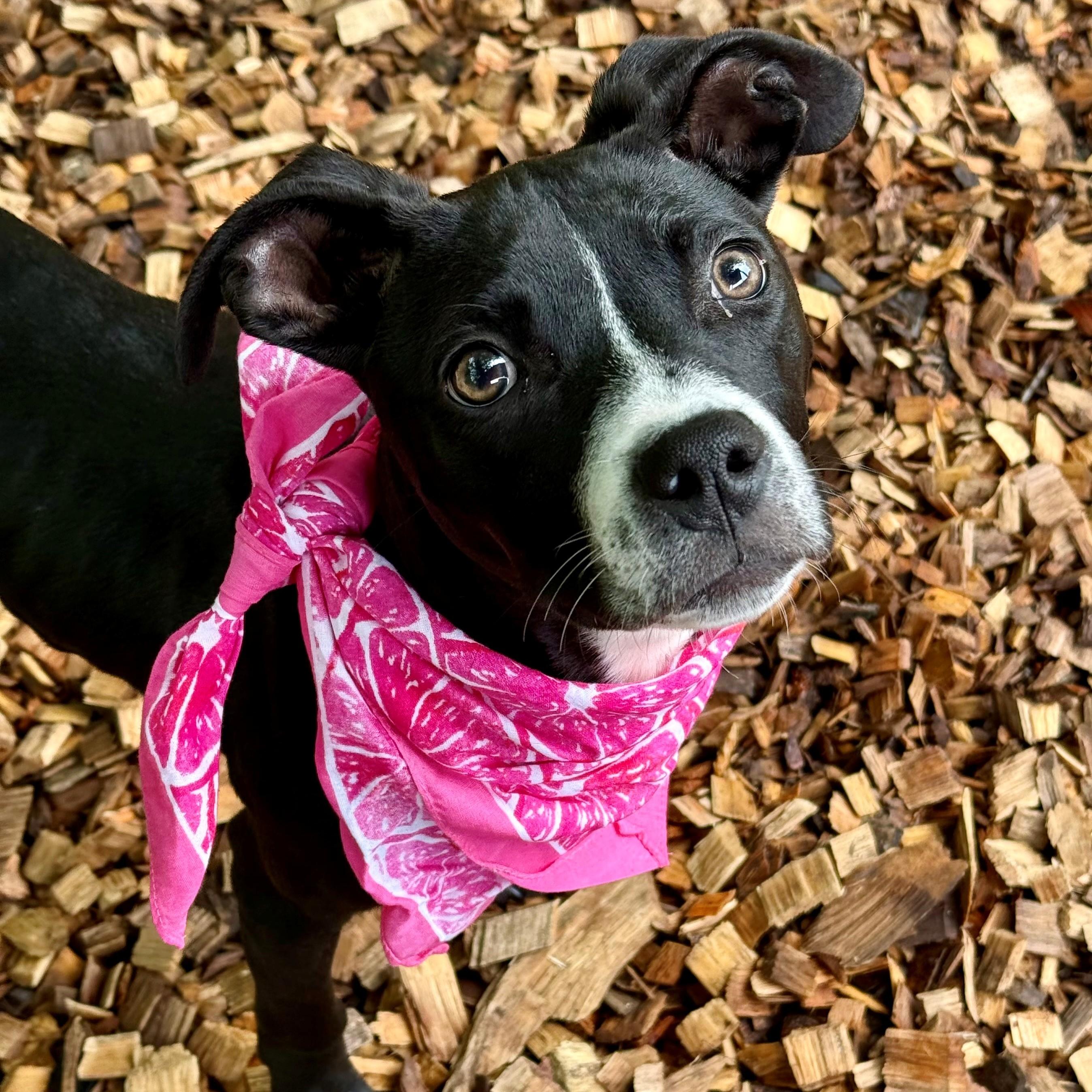 Penny- #51198, an adoptable Pit Bull Terrier in Columbia, MD image 3/6