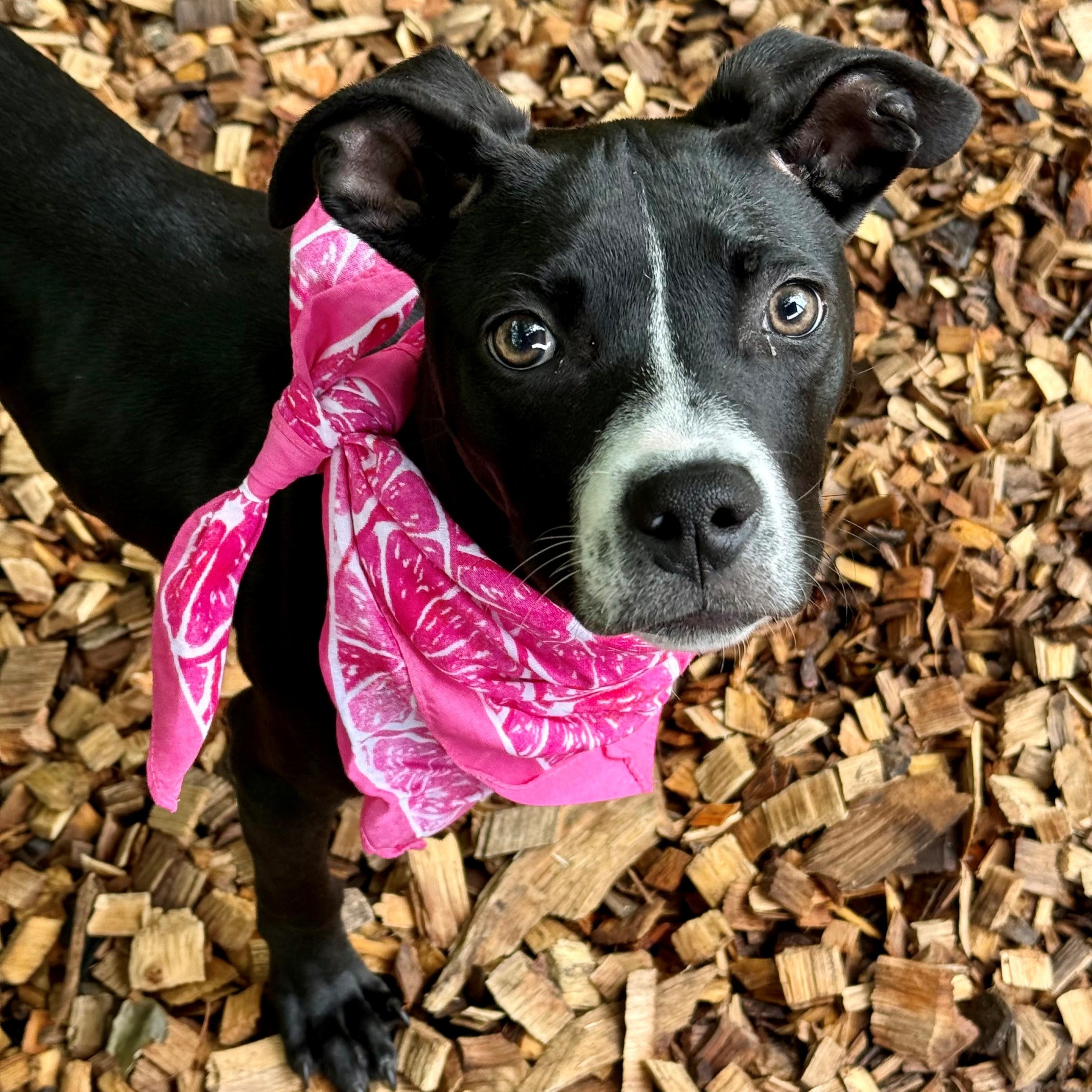 Penny- #51198, an adoptable Pit Bull Terrier in Columbia, MD image 5/6