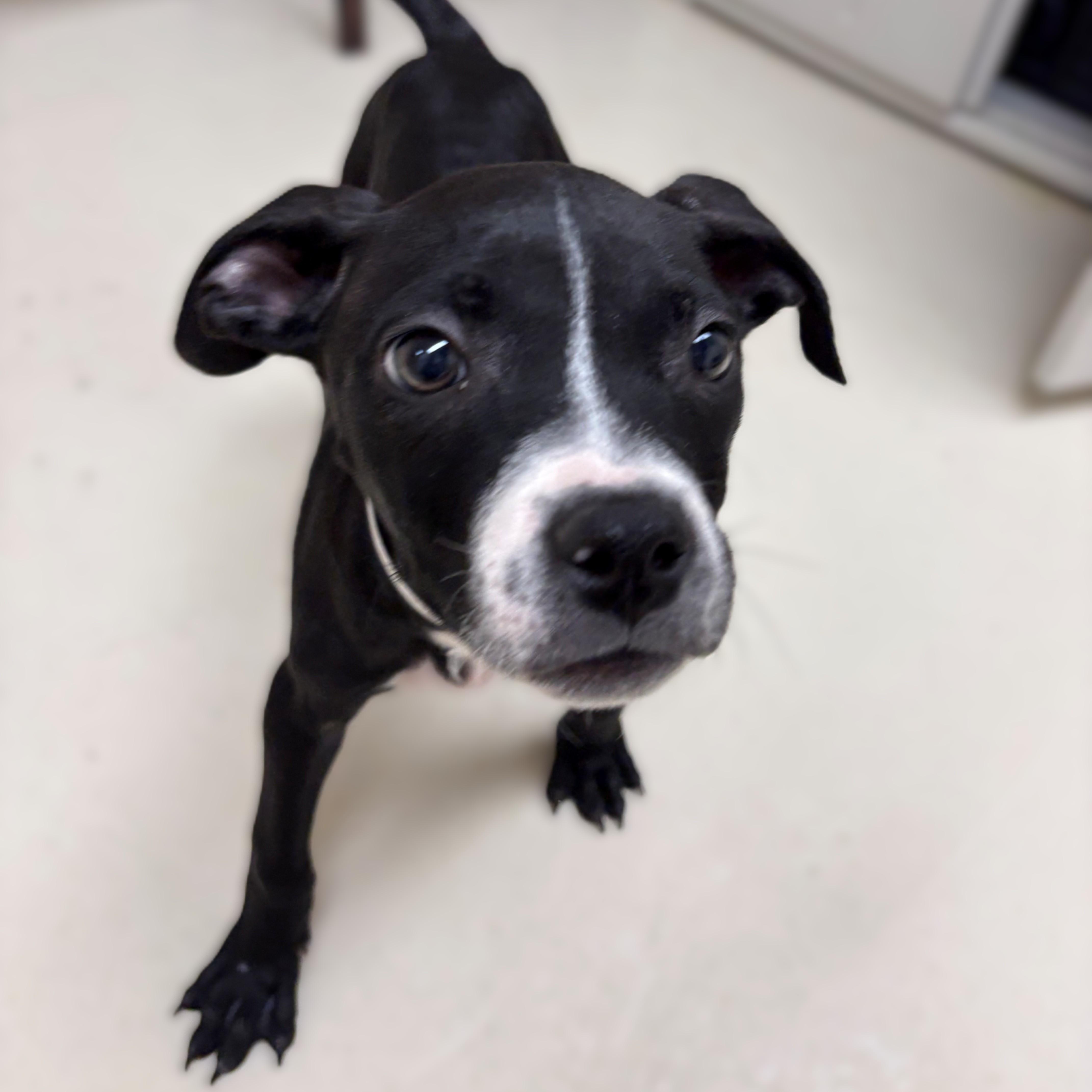 Sofia- #50749, ADOPTABLE, Puppy Female Pit Bull Terrier.