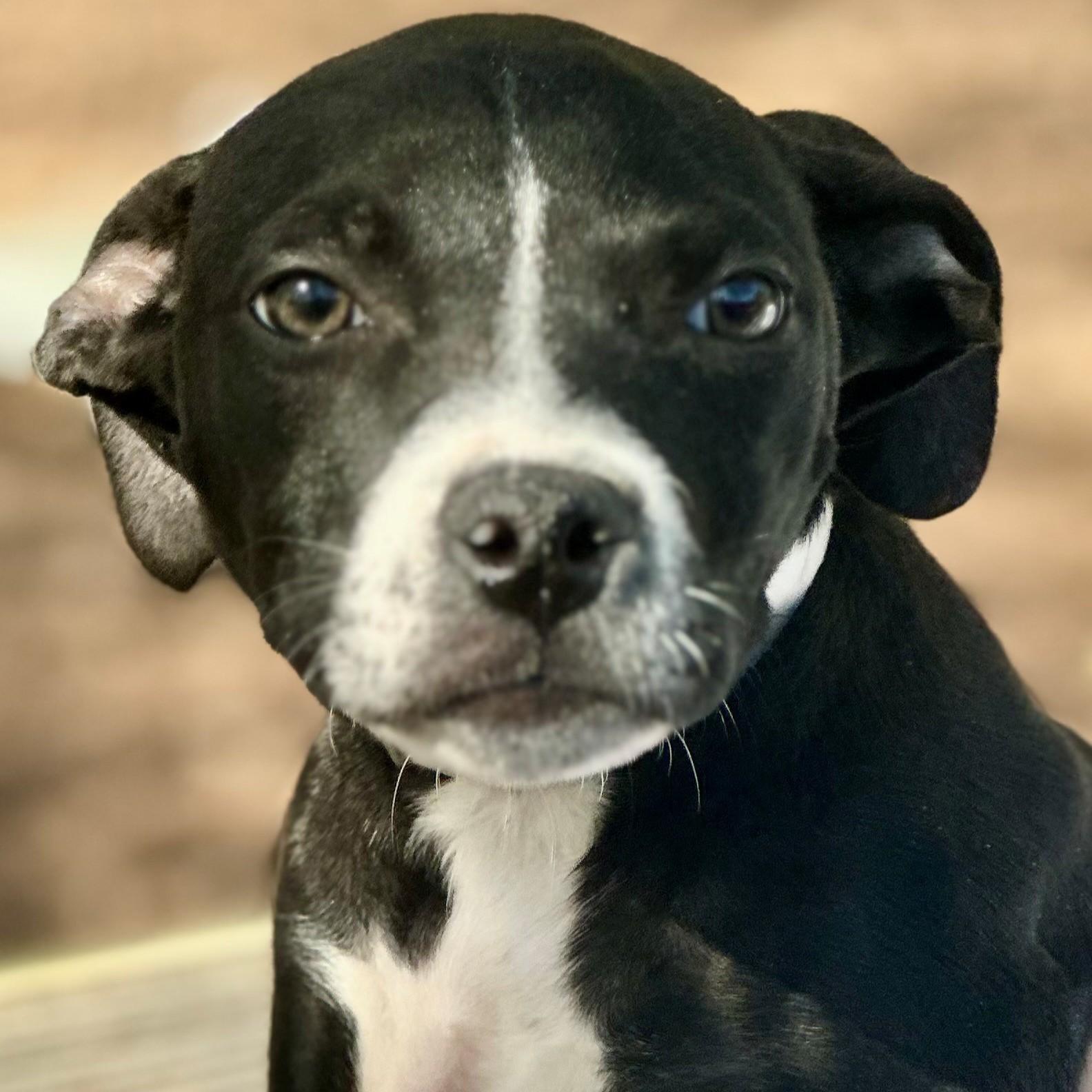 Enlarge Sofia- #50749, a ADOPTABLE Pit Bull Terrier in Columbia, MD image 4/6