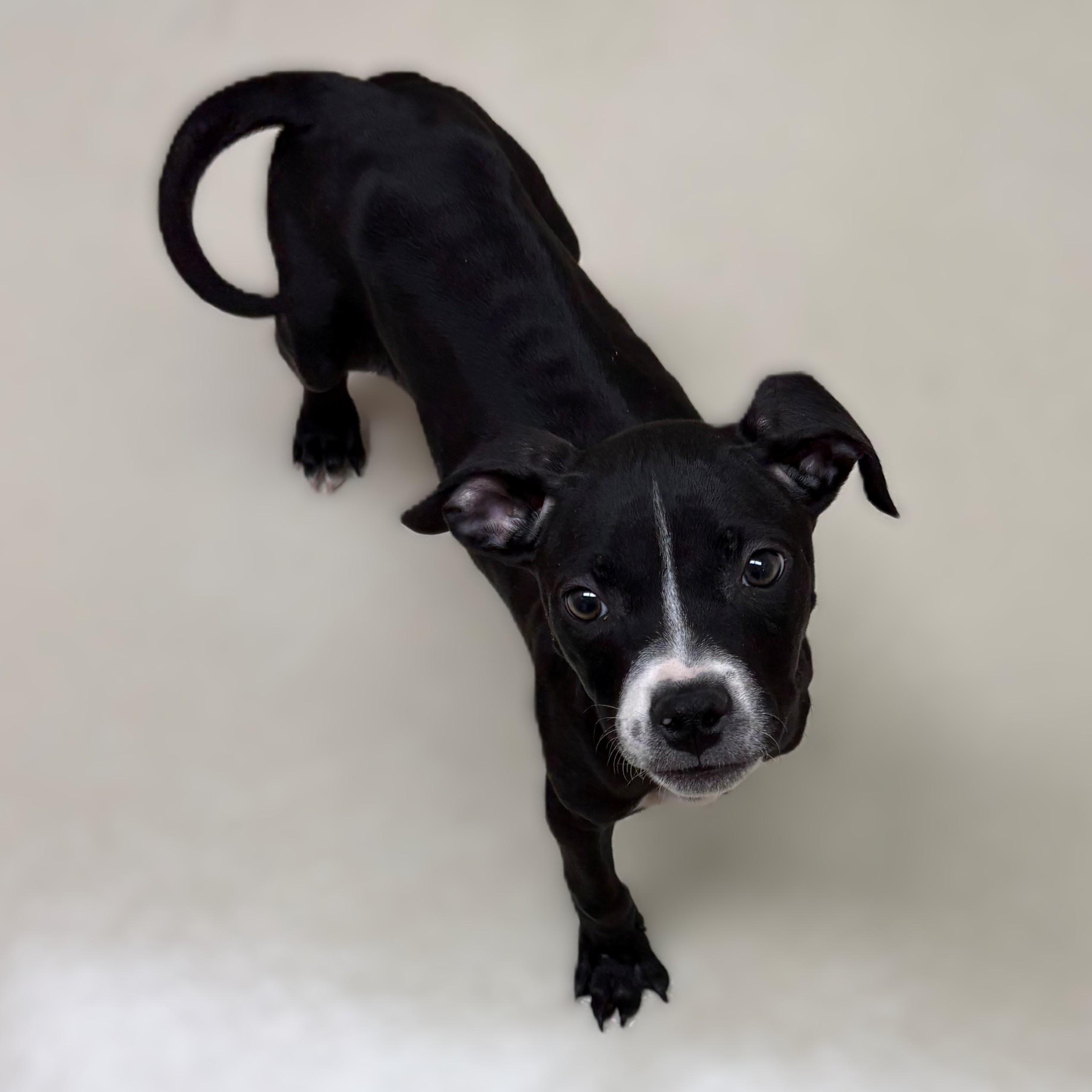 Enlarge Sofia- #50749, a ADOPTABLE Pit Bull Terrier in Columbia, MD image 2/3