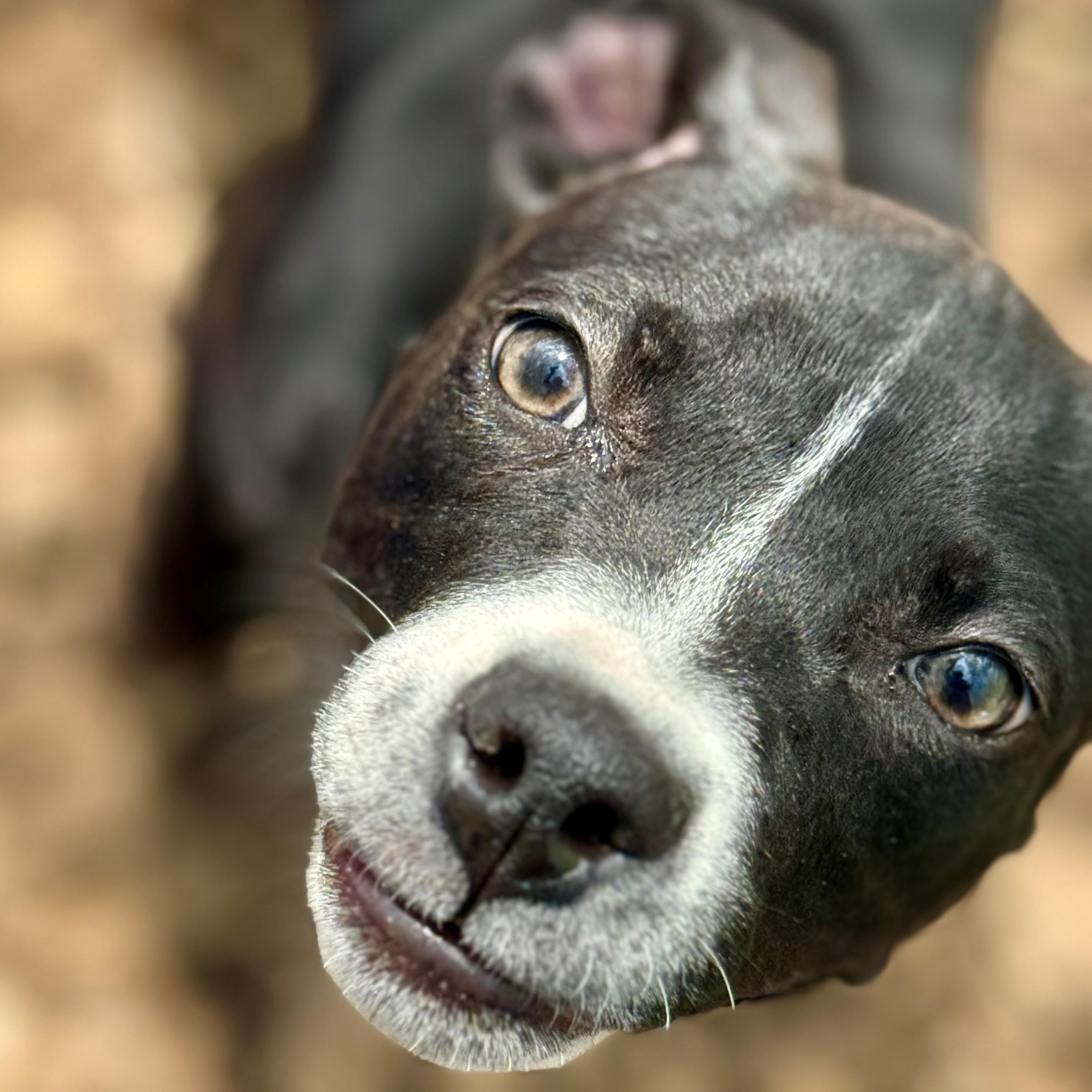 Enlarge Sofia- #50749, a ADOPTABLE Pit Bull Terrier in Columbia, MD image 3/6