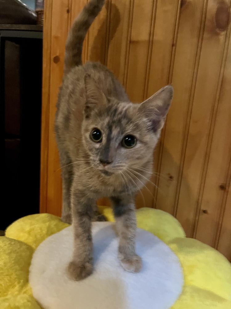 Enlarge Fresco, a Adoptable Domestic Short Hair in Emerald Isle, NC image 1/1