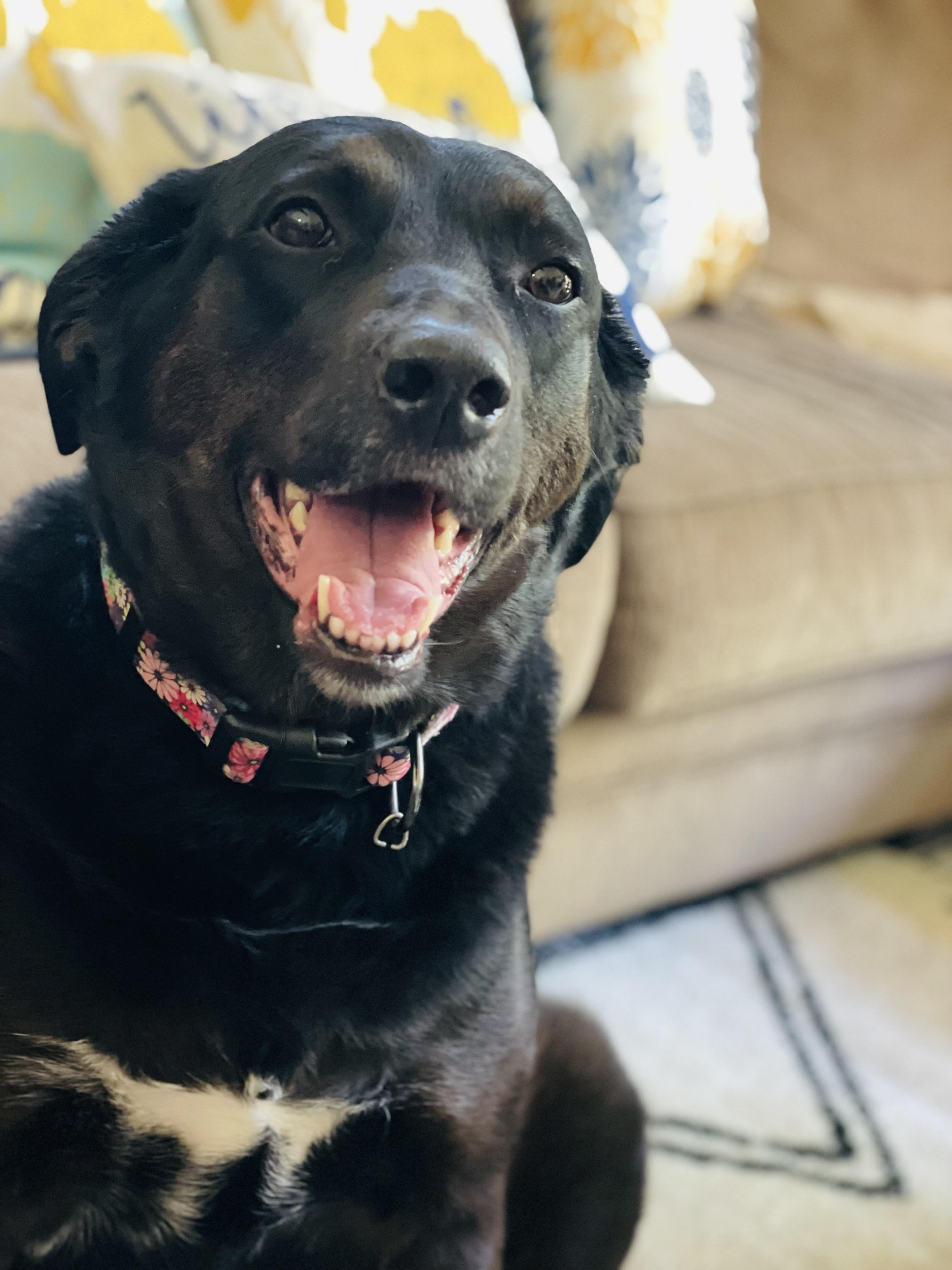 Maya, adopted, Senior Female Black Labrador Retriever.