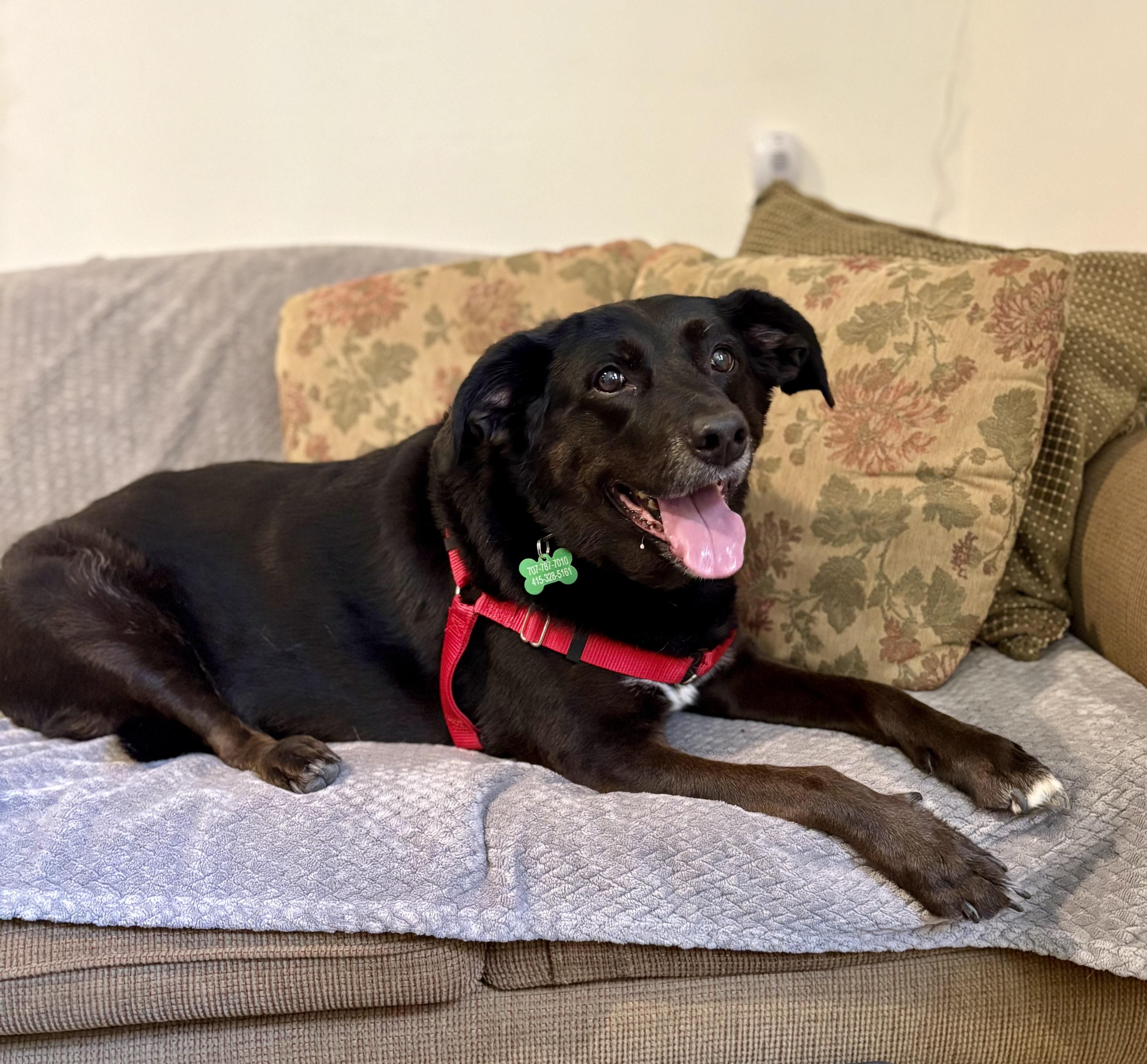 Enlarge Maya, an adopted mixed breed in Petaluma, CA image 2/3