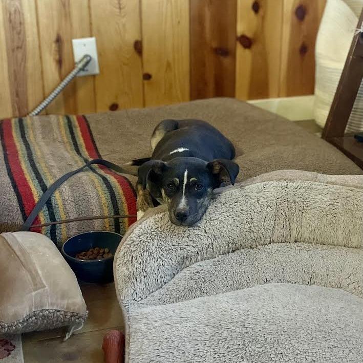 Enlarge Elliott -in foster!, a Adoptable Mixed Breed in Flagstaff, AZ image 2/6