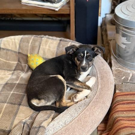 Enlarge Elliott -in foster!, a Adoptable Mixed Breed in Flagstaff, AZ image 3/6