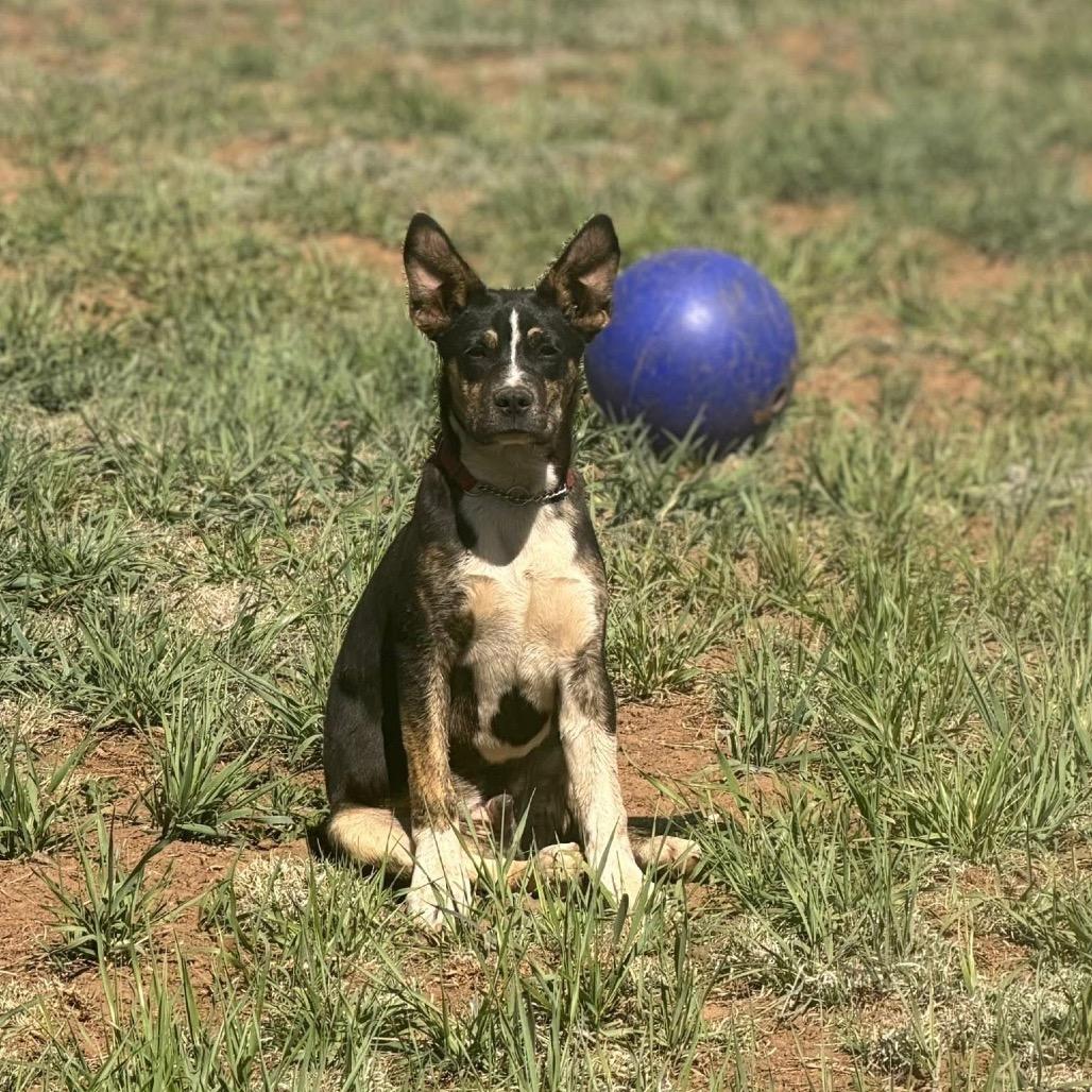 Enlarge Elliott -in foster!, a Adoptable Mixed Breed in Flagstaff, AZ image 4/6