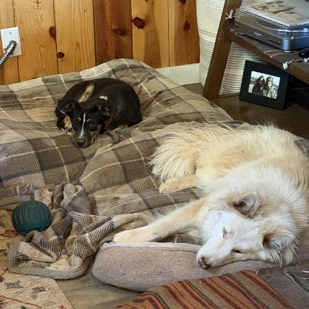 Enlarge Elliott -in foster!, a Adoptable Mixed Breed in Flagstaff, AZ image 5/6