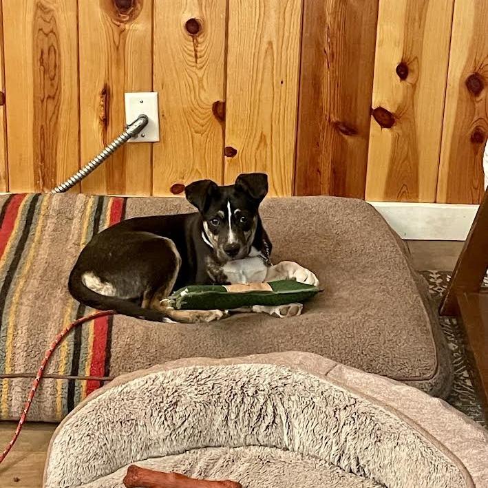 Enlarge Elliott -in foster!, a Adoptable Mixed Breed in Flagstaff, AZ image 6/6