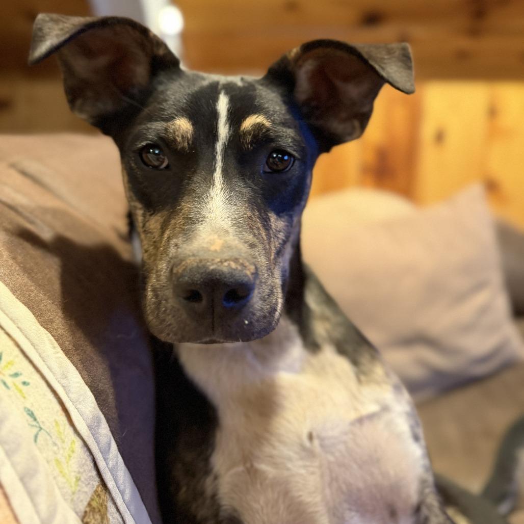 Elliott -in foster!, a Adoptable Mixed Breed in Flagstaff, AZ image 6/6