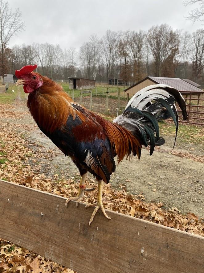 Captain, a Adoptable Chicken in Ravenna, OH image 1/2
