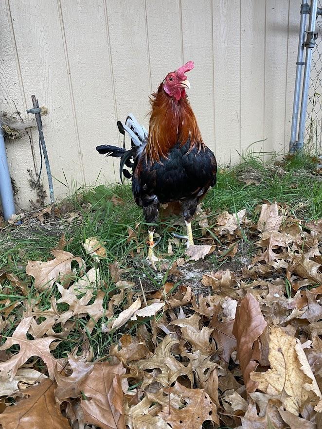 Captain, a Adoptable Chicken in Ravenna, OH image 2/2