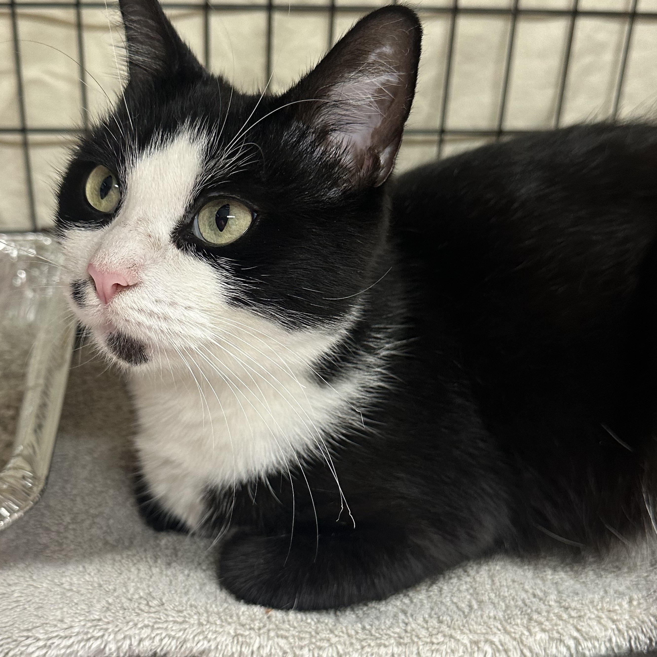 Enlarge River, a Adoptable Domestic Short Hair in Clifton, NJ image 3/4
