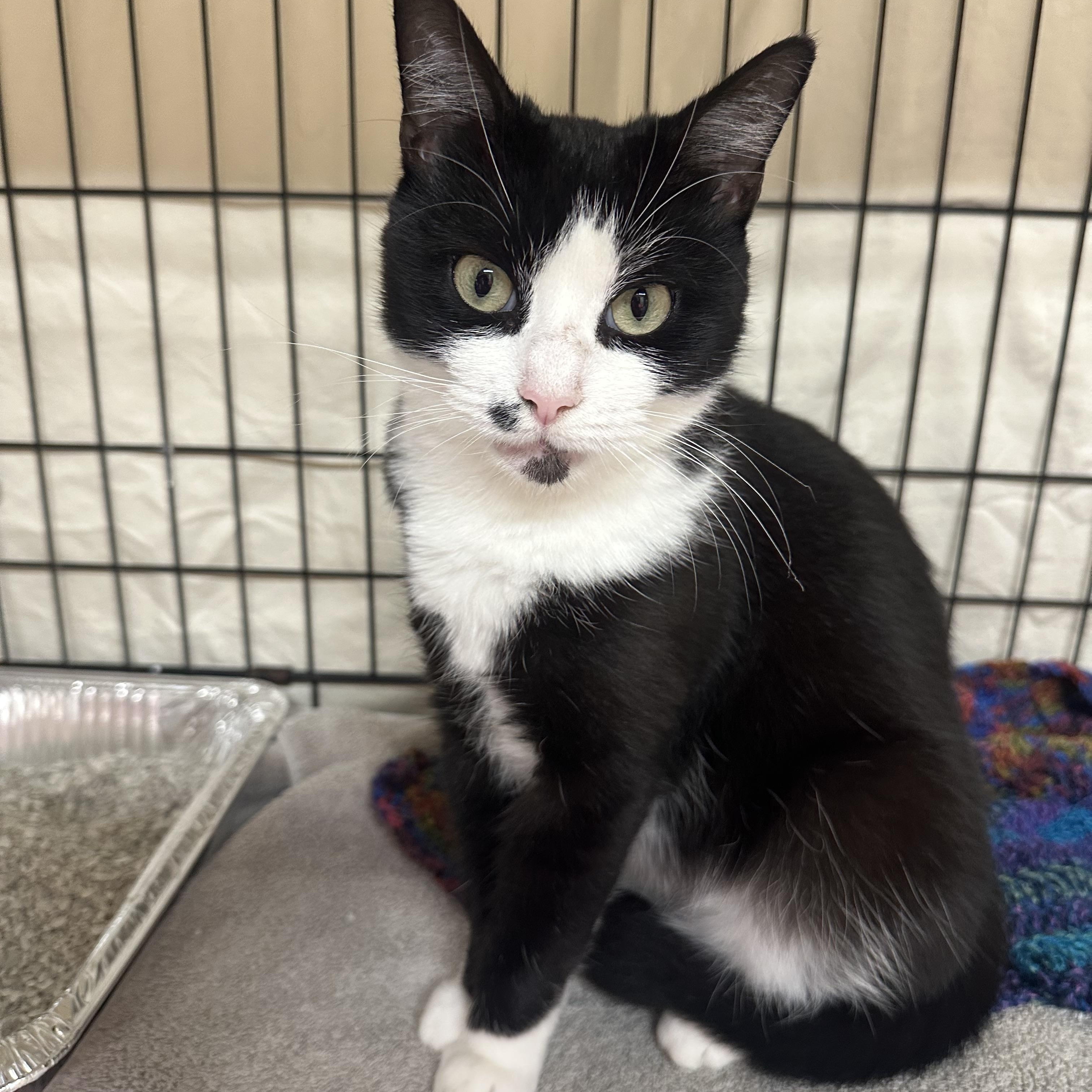 Enlarge River, a Adoptable Domestic Short Hair in Clifton, NJ image 2/4
