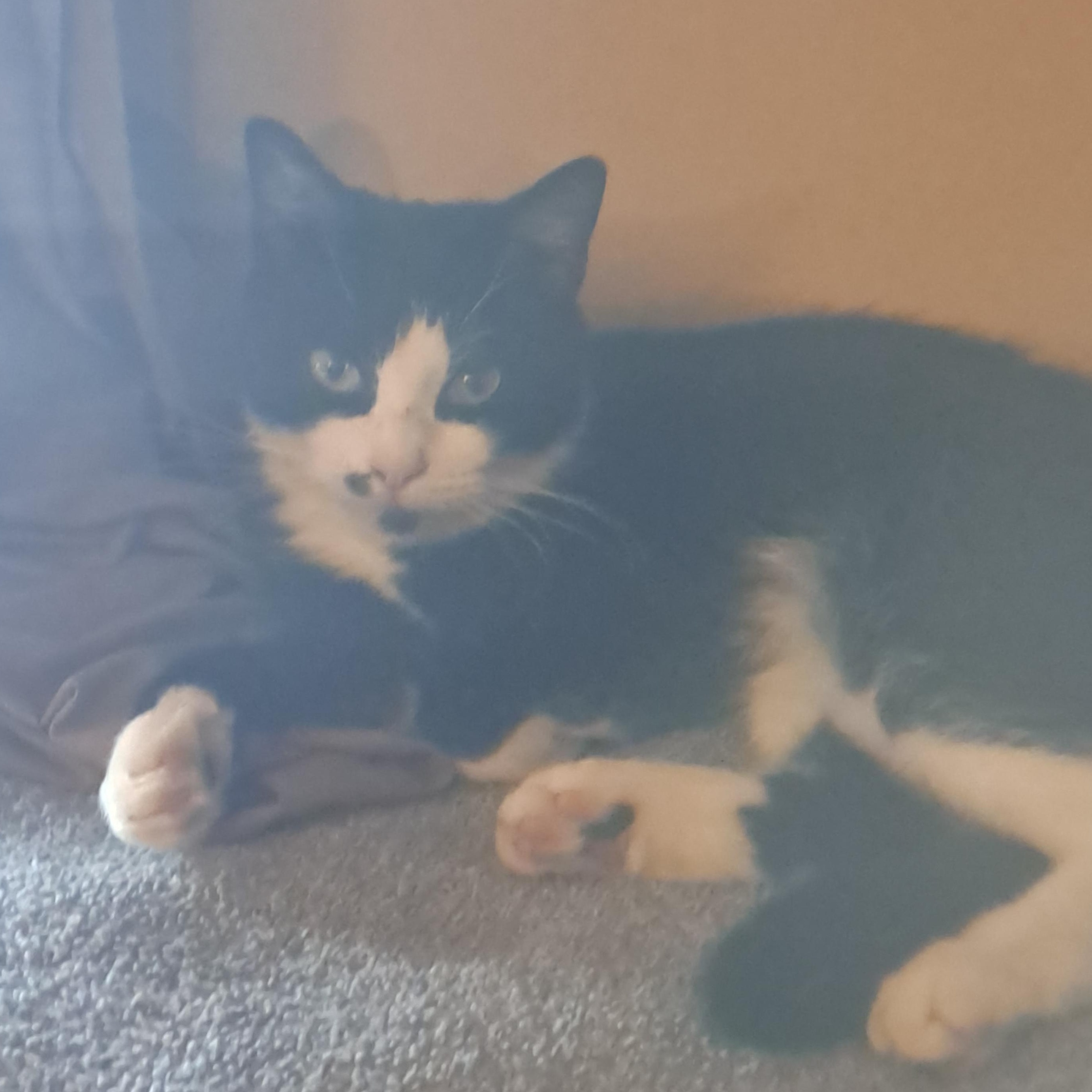 Enlarge River, a Adoptable Domestic Short Hair in Clifton, NJ image 4/4