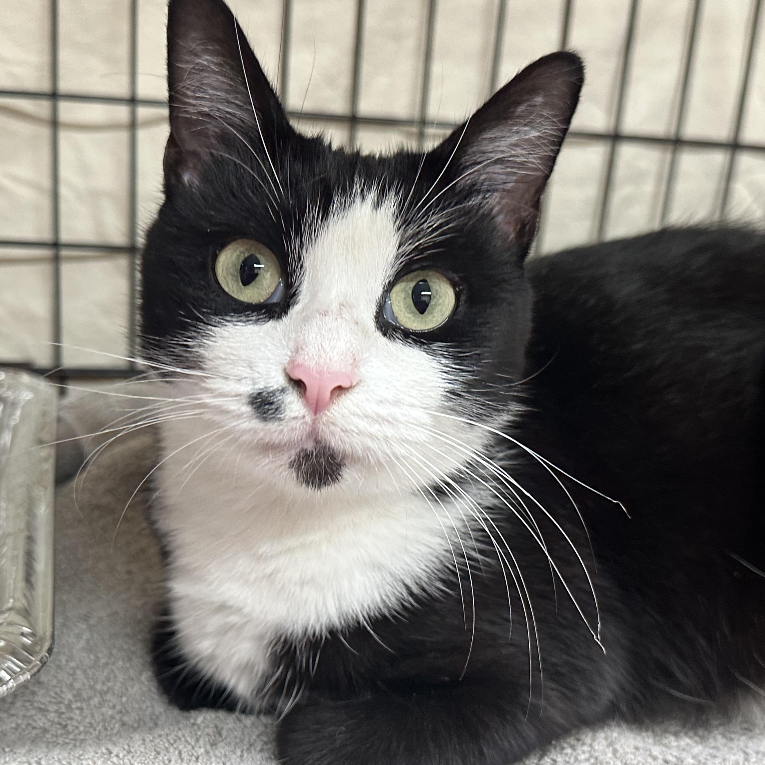 River, Adoptable, Young Female Domestic Short Hair.