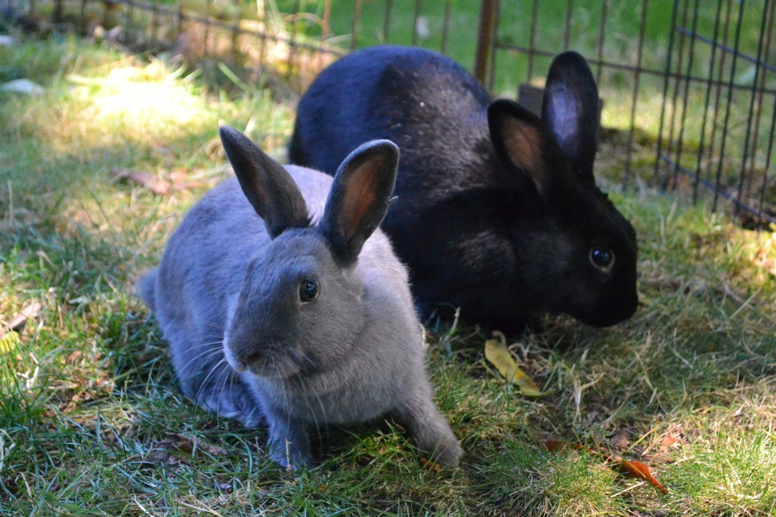 Colly & Stormie (Vancouver), Adoptable, Young Male Bunny Rabbit & Satin.