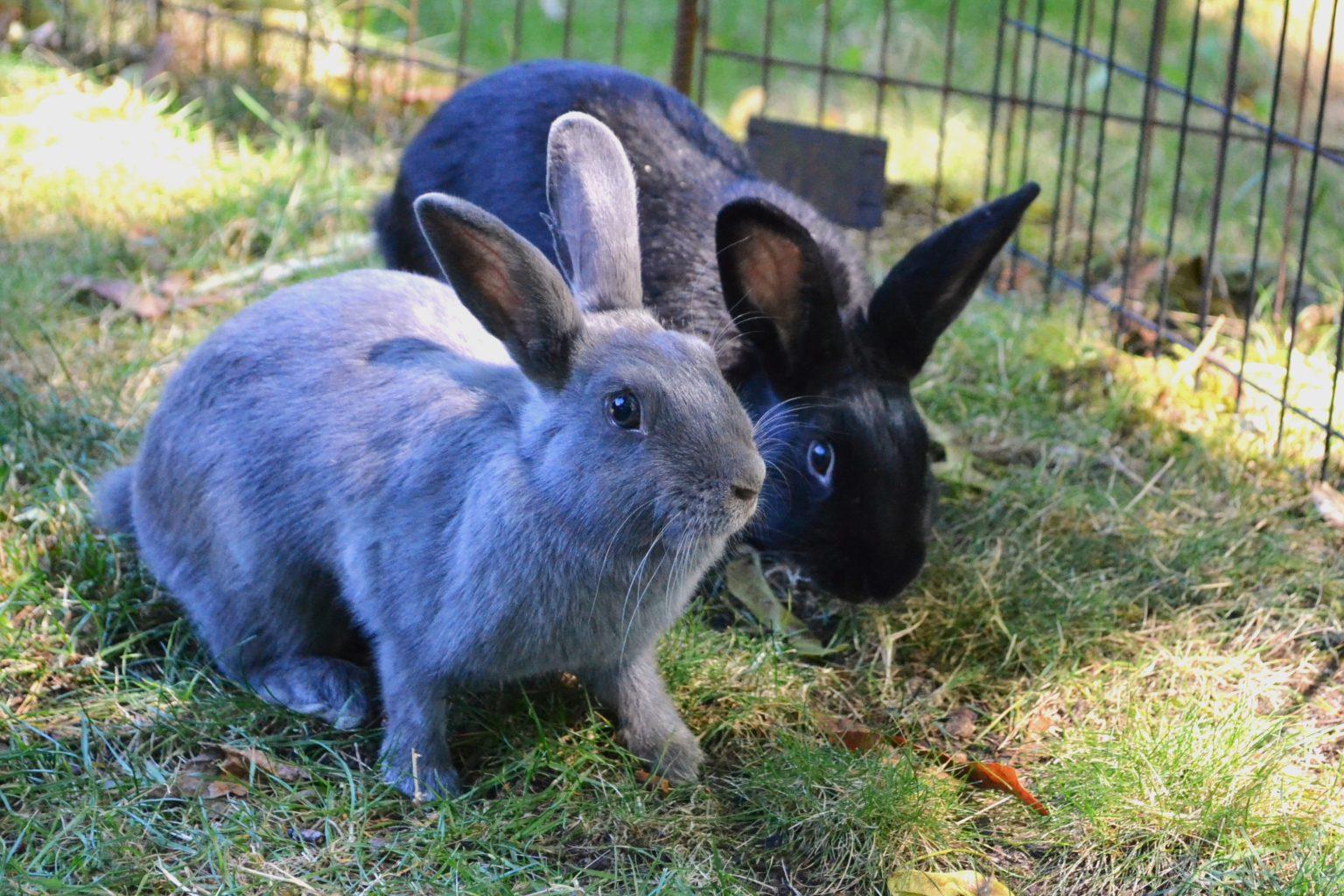Enlarge Colly & Stormie (Vancouver), a Adoptable mixed breed in Vancouver, BC image 2/4