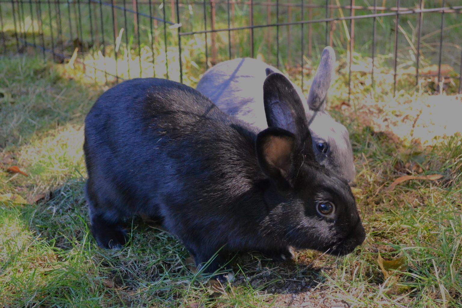 Enlarge Colly & Stormie (Vancouver), a Adoptable mixed breed in Vancouver, BC image 4/4
