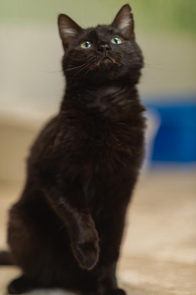 Dutchess, Adoptable, Young Female Domestic Short Hair.