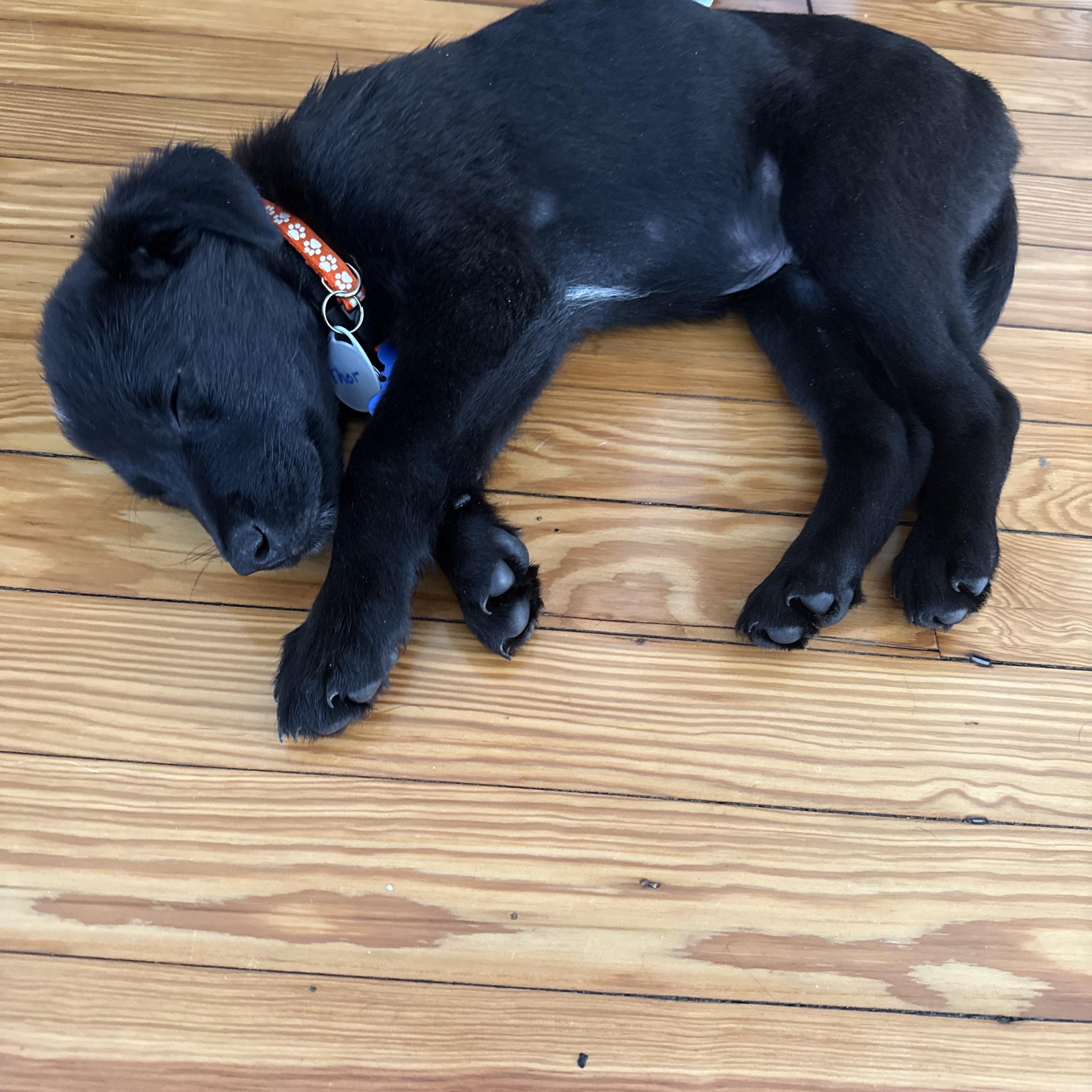 Thor, an adopted mixed breed in Columbia, MD image 4/5