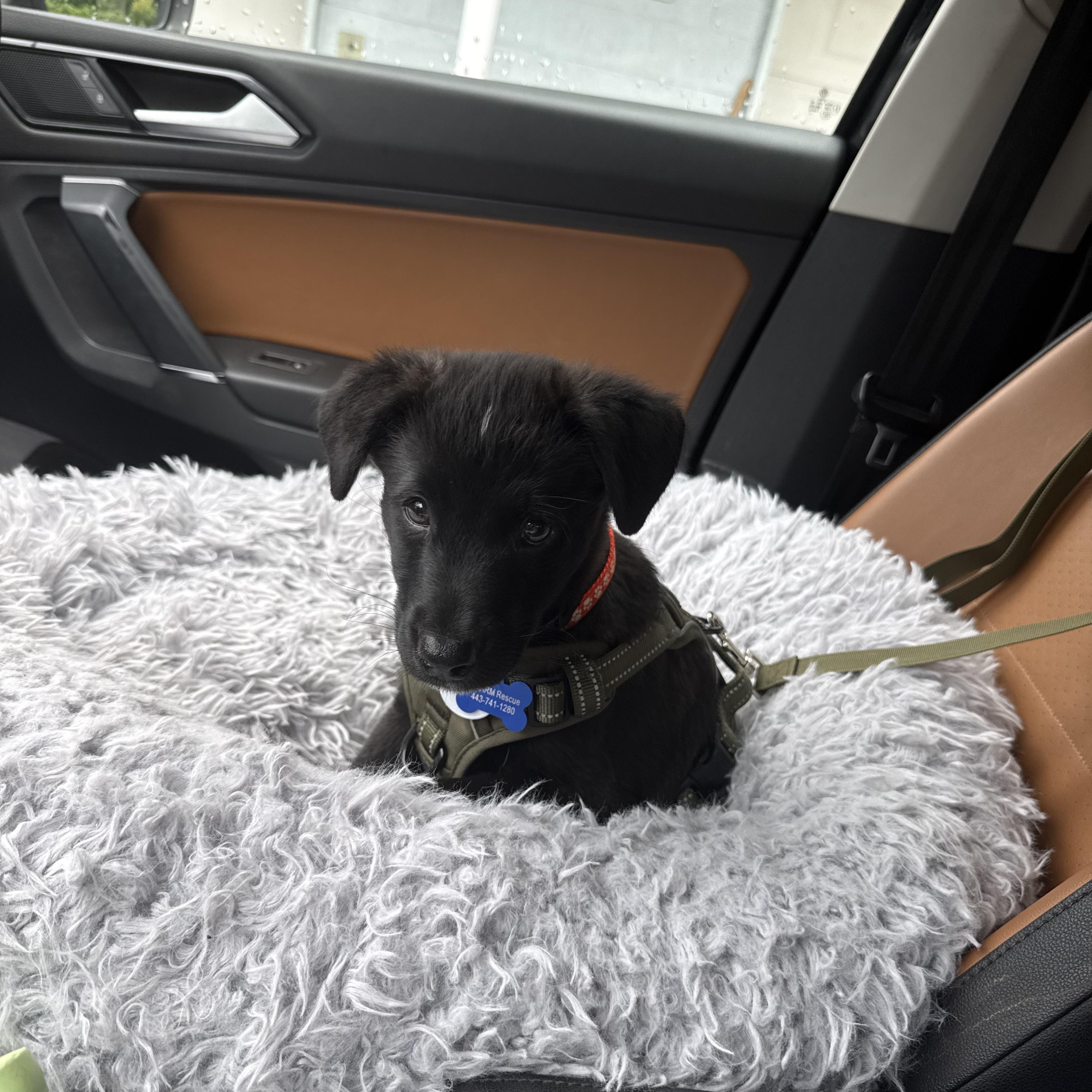 Thor, an adopted mixed breed in Columbia, MD image 3/5