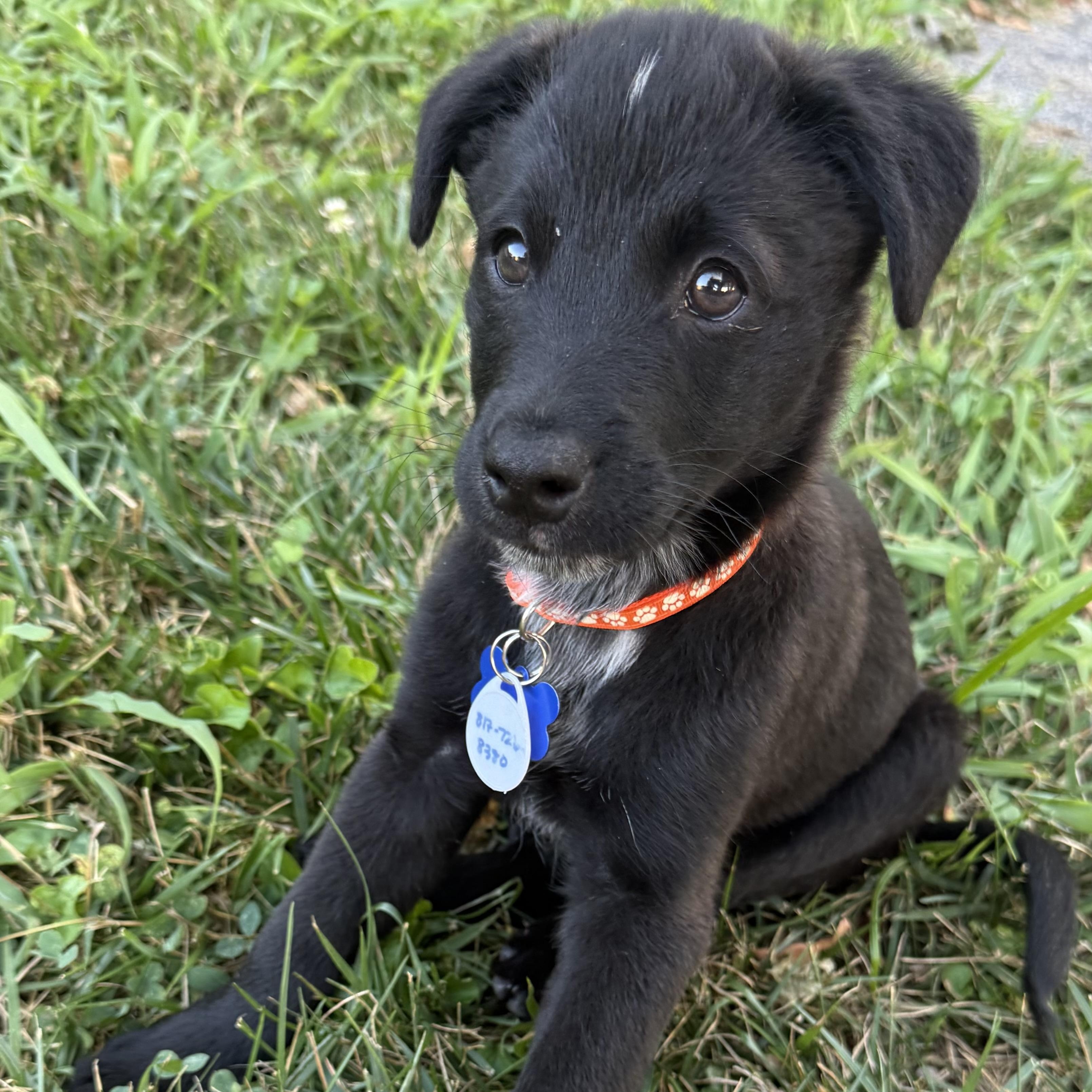Thor, an adopted mixed breed in Columbia, MD image 1/5